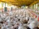 Frango chinês até 20% mais barato aumenta disputa com produto brasileiro