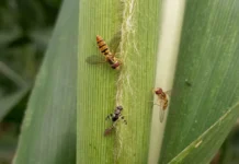 Moscas-das-flores ajudam a combater pulgões nas lavouras de sorgo