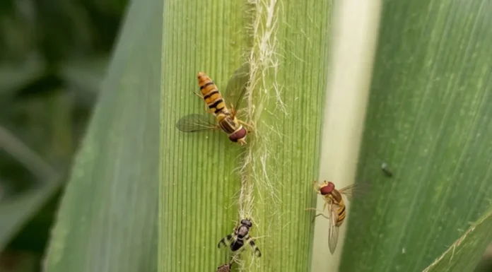 Moscas-das-flores ajudam a combater pulgões nas lavouras de sorgo