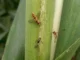Moscas-das-flores ajudam a combater pulgões nas lavouras de sorgo