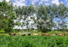 Árvore nativa melhora o solo e fortalece a sustentabilidade na pecuária