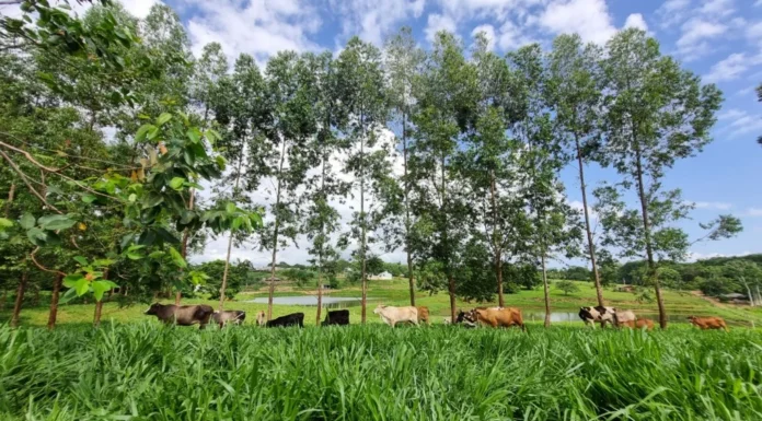 Árvore nativa melhora o solo e fortalece a sustentabilidade na pecuária