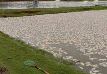 Piscicultor perde 450 mil peixes após falha no fornecimento elétrico