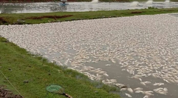 Piscicultor perde 450 mil peixes após falha no fornecimento elétrico