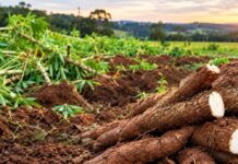 Furto de mandioca causa prejuízo a agricultor no interior de Concórdia