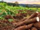 Furto de mandioca causa prejuízo a agricultor no interior de Concórdia