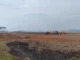 Incêndios avançam no campo e preocupam produtores de MS