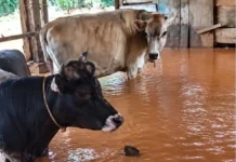 Chuvas intensas alagam propriedades rurais e atingem rebanhos no Paraná