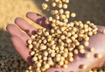 Exportações brasileiras crescem com força da soja e do café em setembro