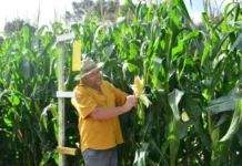 Monitoramento da cigarrinha gera impacto de R$ 321,7 milhões no agro