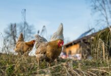 Vida no campo: cuidar de galinhas pode trazer mais paz e tranquilidade