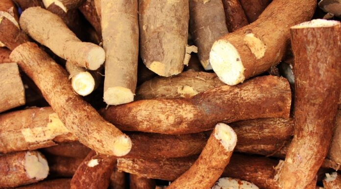 Mandioca crua faz mal? Entenda os riscos e os cuidados necessários