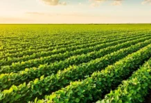 Seguro rural do Paraná agora também beneficia produtores de soja