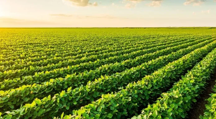Seguro rural do Paraná agora também beneficia produtores de soja